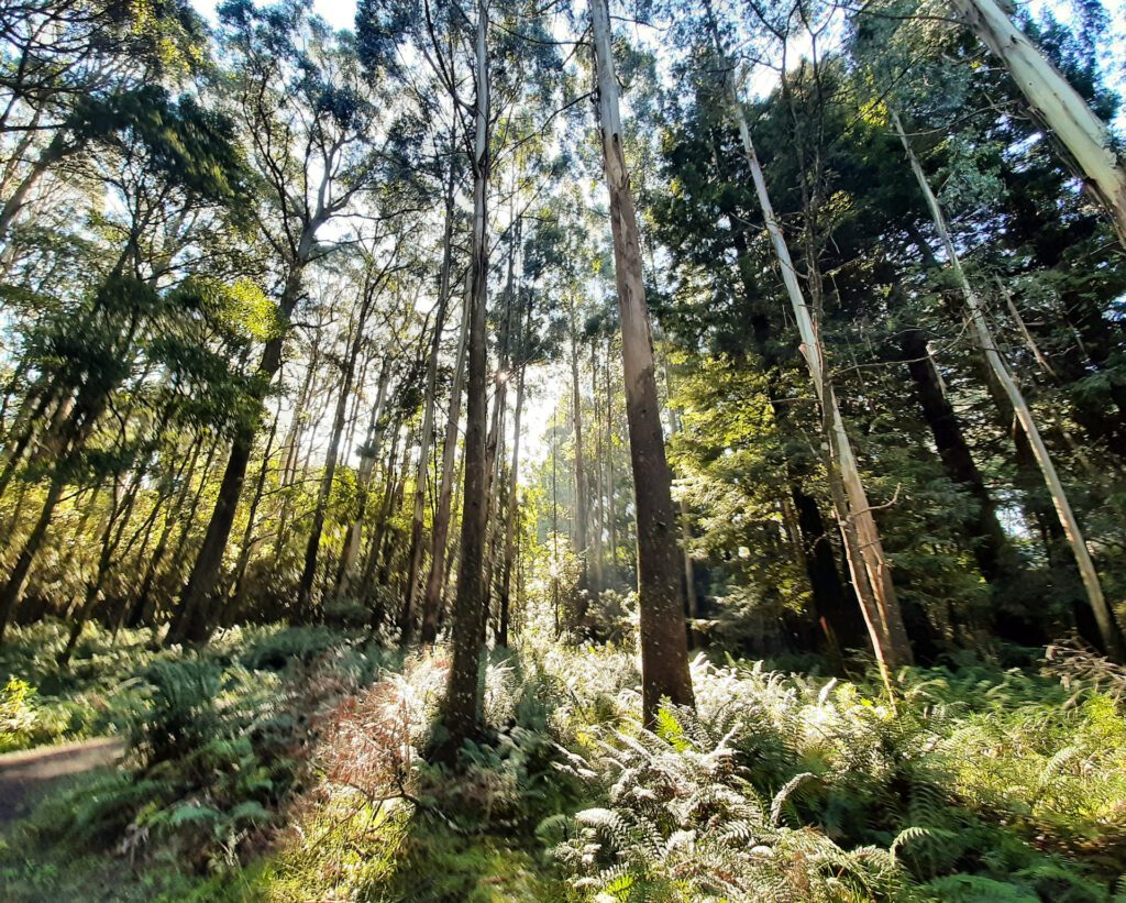 Wombat State Forest