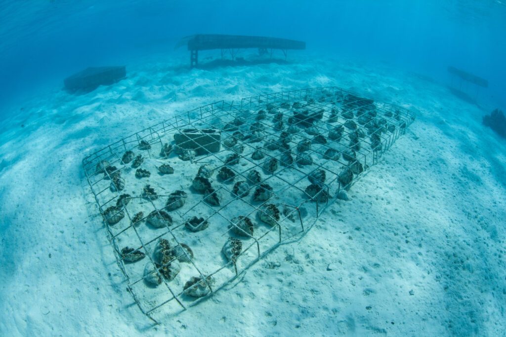 Aitutaki underwater clams - Luxury Escapes