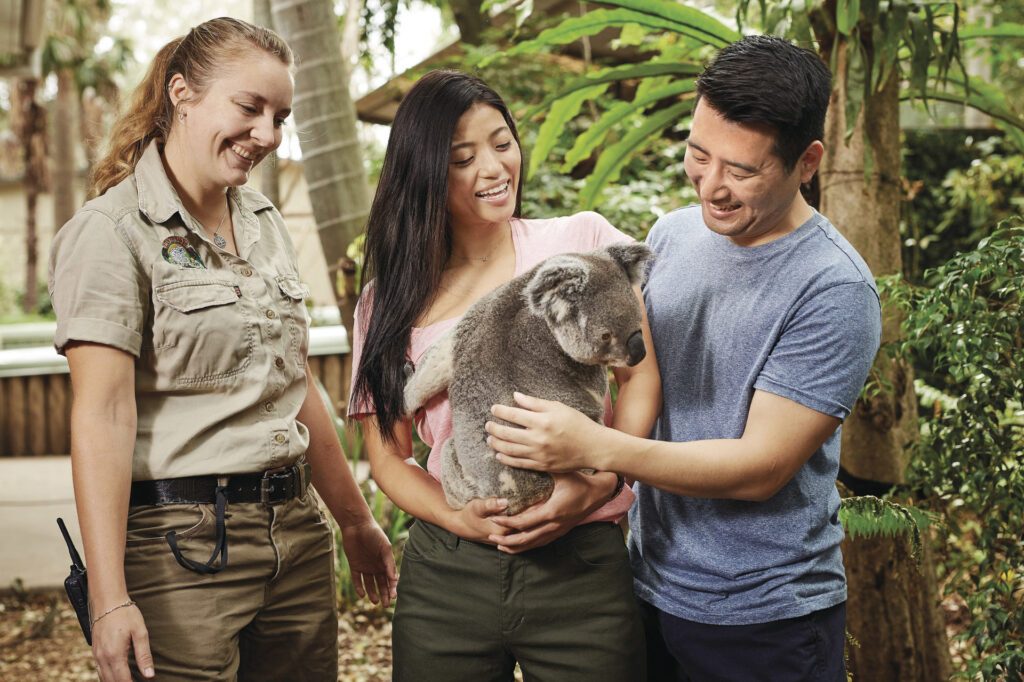 A koala at the Lone Pine Koala Sanctuary, a must-visit destination in Brisbane perfect for a two-day itinerary in Brisbane