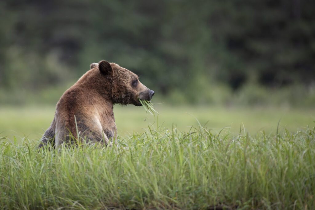 Dream by Luxury Escapes - Get Your Nature Fix in British Columbia: Adventures into Canada’s Wild