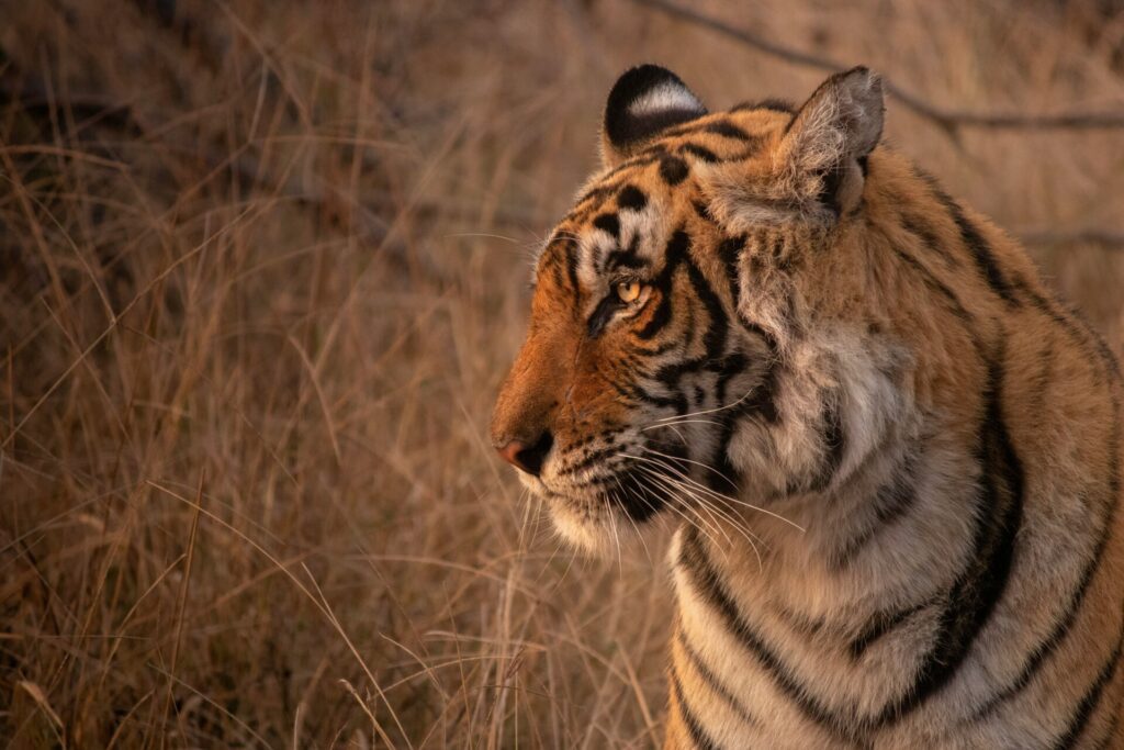 Ranthambore National Park is one of the best wildlife destinations in India – Luxury Escapes