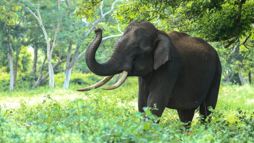 Asian elephants are a sight to behold in the Periyar National Park, one of India's best wildlife destinations – Luxury Escapes