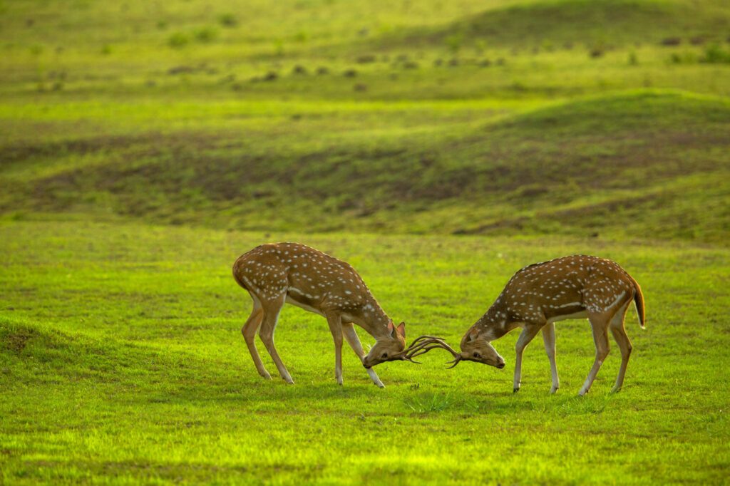 Deer stags can be spotted on a wildlife safari in Tadoba, one of India's best wildlife hotspots – Luxury Escapes