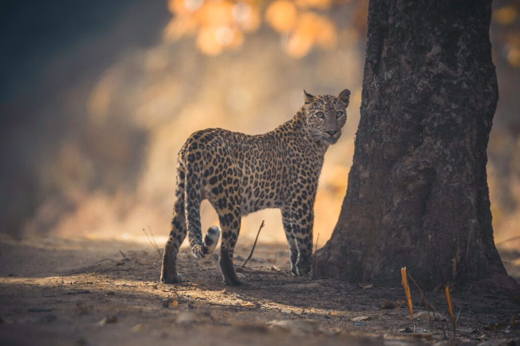 Leopard sightings are common at the Kanha National Park, one of India's best wildlife destinations – Luxury Escapes