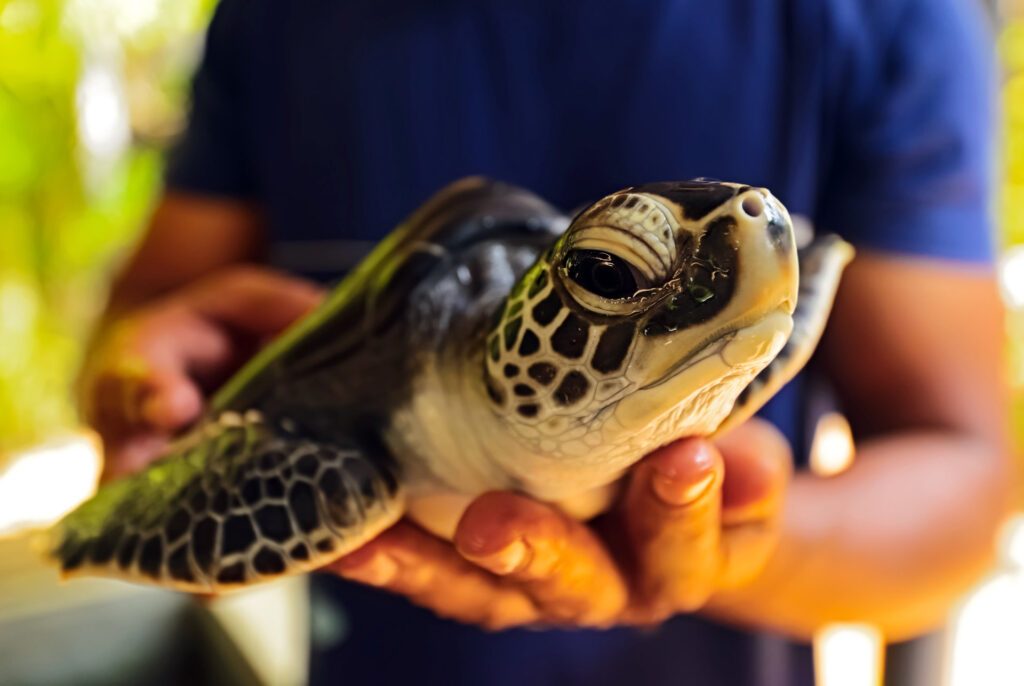 Mahamodara Sea Turtle Hatchery in Galle, Sri Lanka, one of the most incredible things to do in Galle - Luxury Escapes