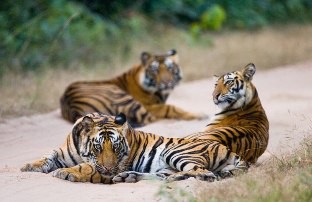 Enjoy tiger sightings in Bandhavgarh, one of India's most renowned wildlife destinations – Luxury Escapes