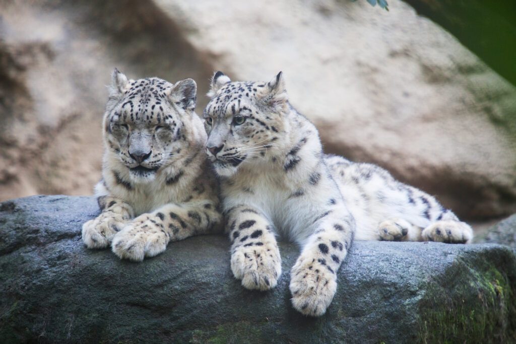 Spot snow leopards at the Hemis National Park in Leh-Ladakh, one of India's renowned wildlife destinations – Luxury Escapes