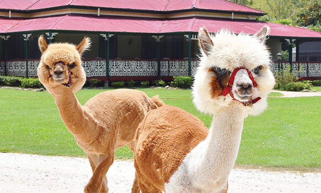 A picnic at Mount View Farm, one of the most romantic things to do on the Gold Coast - Luxury Escapes