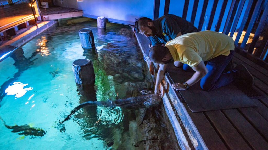 A pair of men feed sharks in the Grand Shark Suite at Jamala Wildlife Lodge - Luxury Escapes