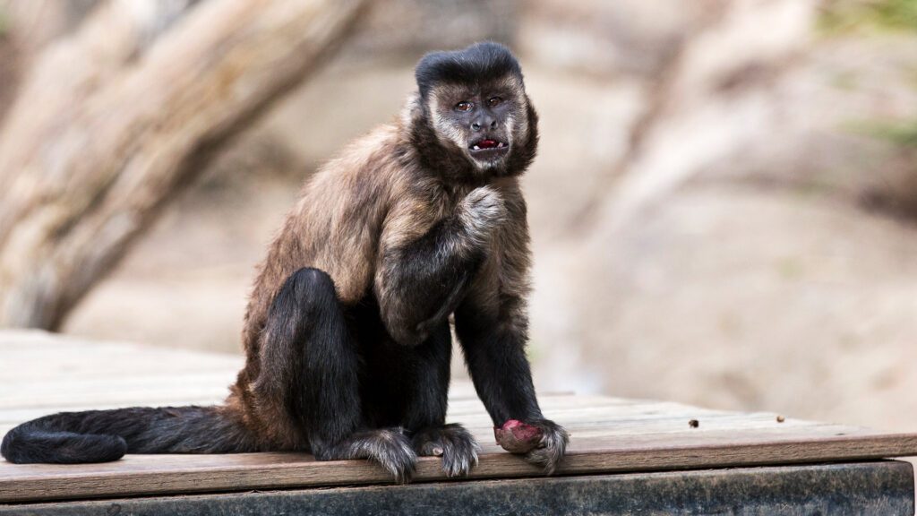 A close up shot of a monkey at Jamala Wildlife Lodge - Luxury Escapes