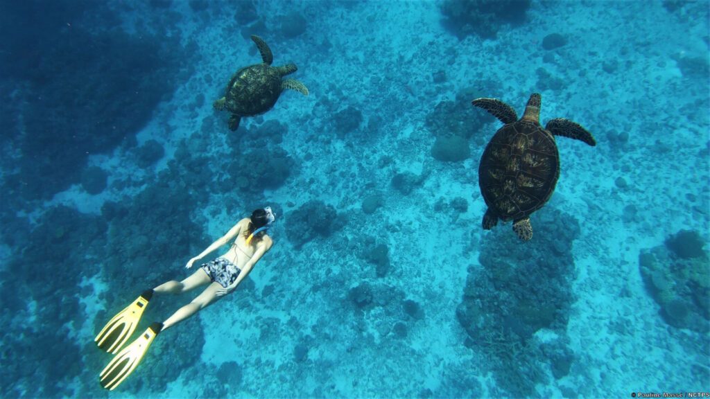 Explore the stunning coral reefs and snorkel alongside turtles, one of the best things to do in New Caledonia. 
