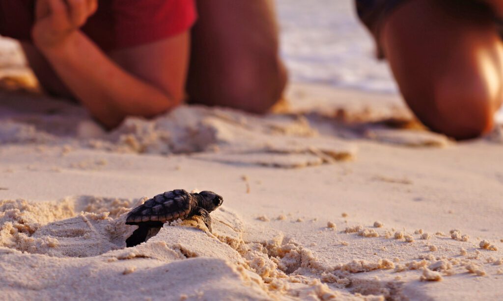 On your visit to New Caledonia make sure to witness a turtle hatching, if you're a wildlife and conservation fan. 