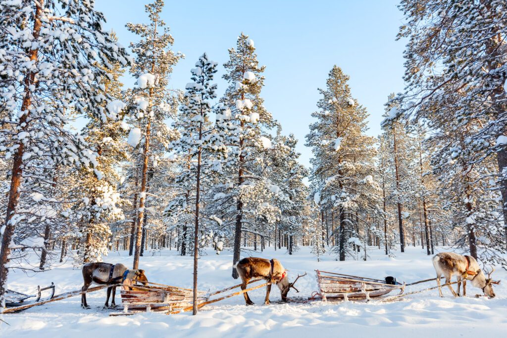 Sleigh rides in Finland, one of the best places to spend Christmas in Europe - Luxury Escapes 