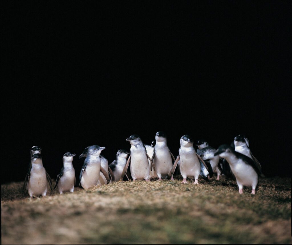 Penguin parade at Phillip Island Nature Park - Luxury Escapes