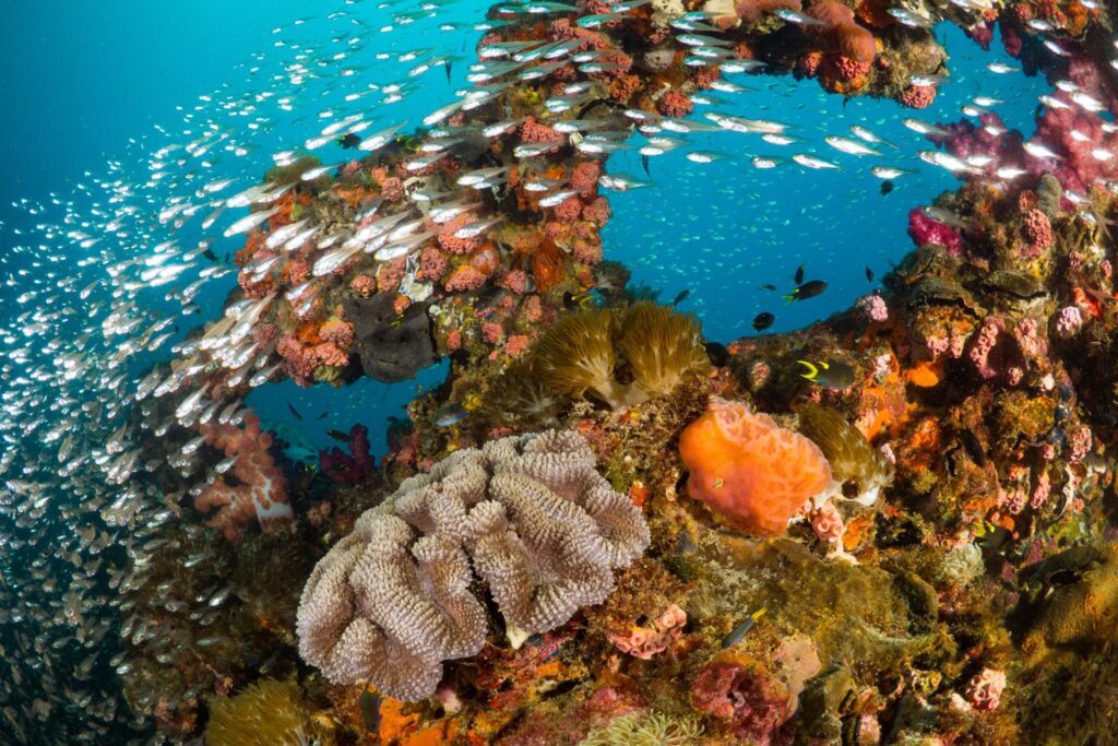 Dream by Luxury Escapes - Six Spectacular Reasons to Visit the Great Barrier Reef this Summer