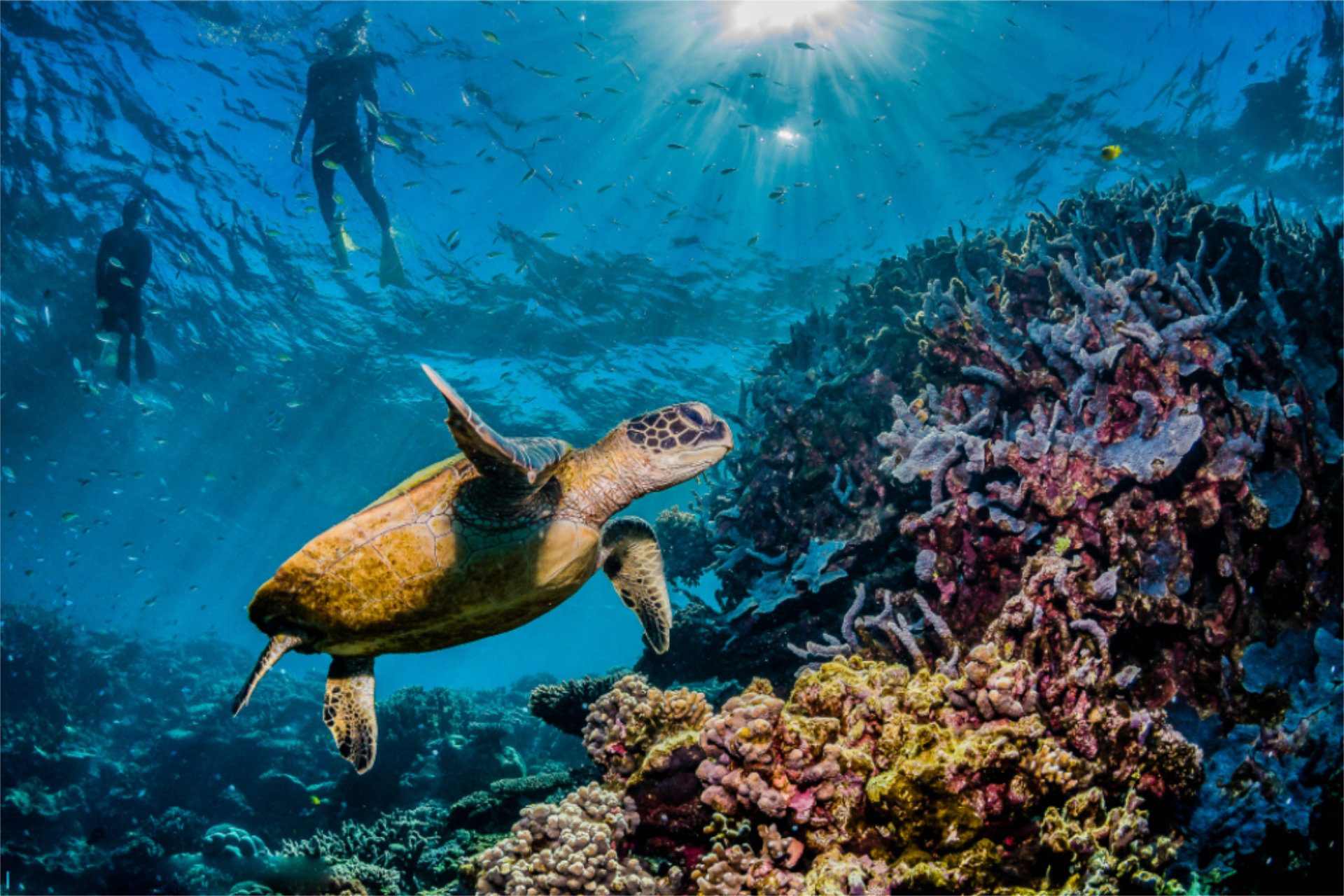 Dream by Luxury Escapes - Six Spectacular Reasons to Visit the Great Barrier Reef this Summer