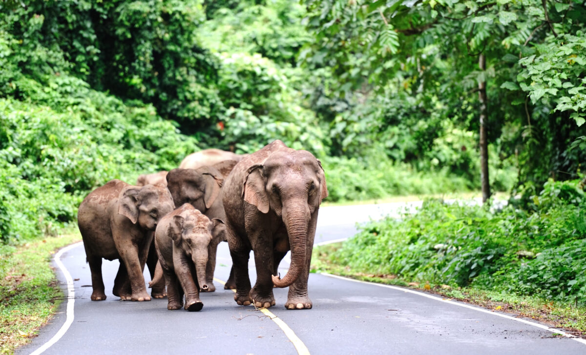 Elephants in the Thailand jungle