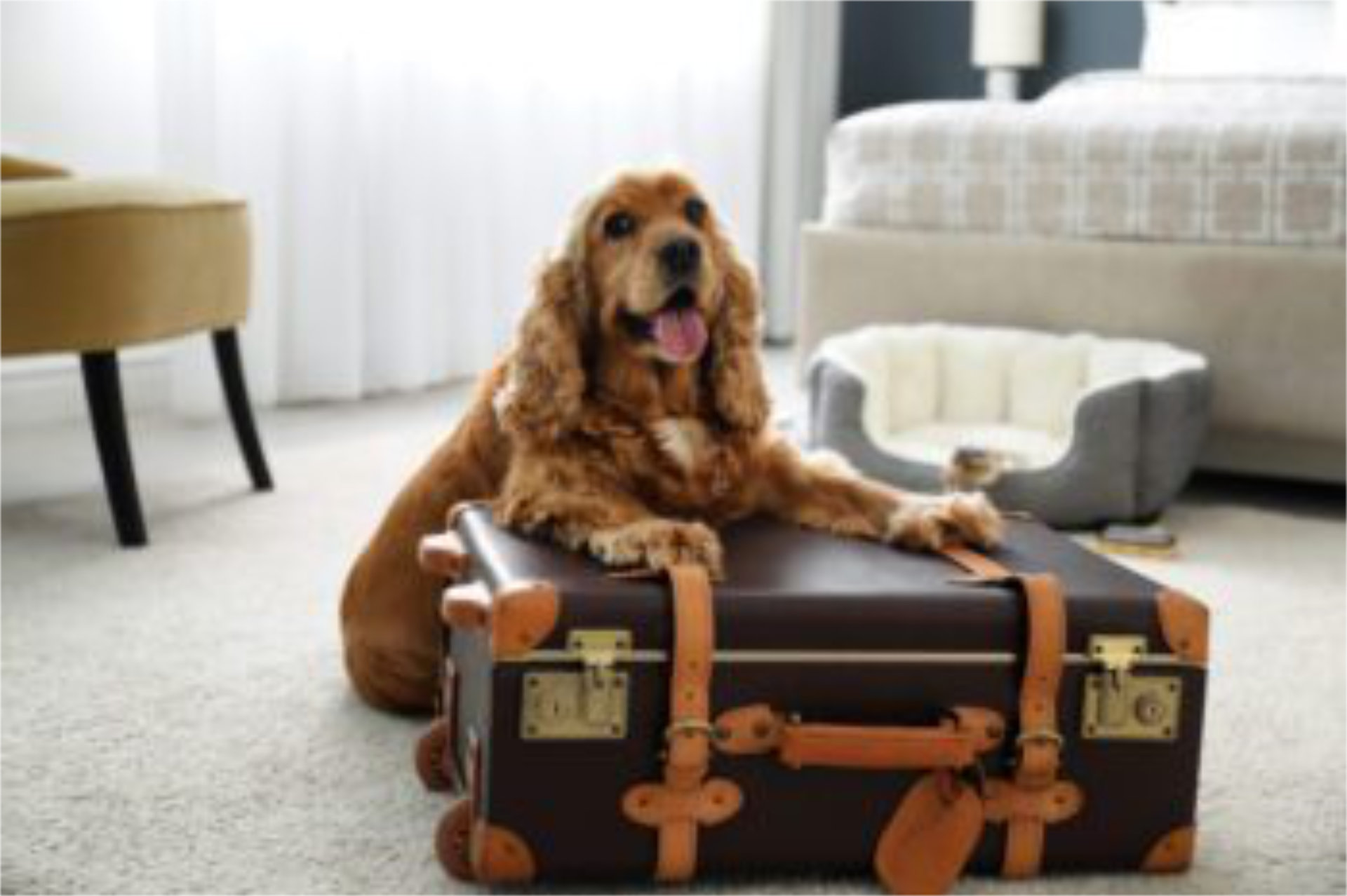 Pet-Friendly Hotels in Bangkok