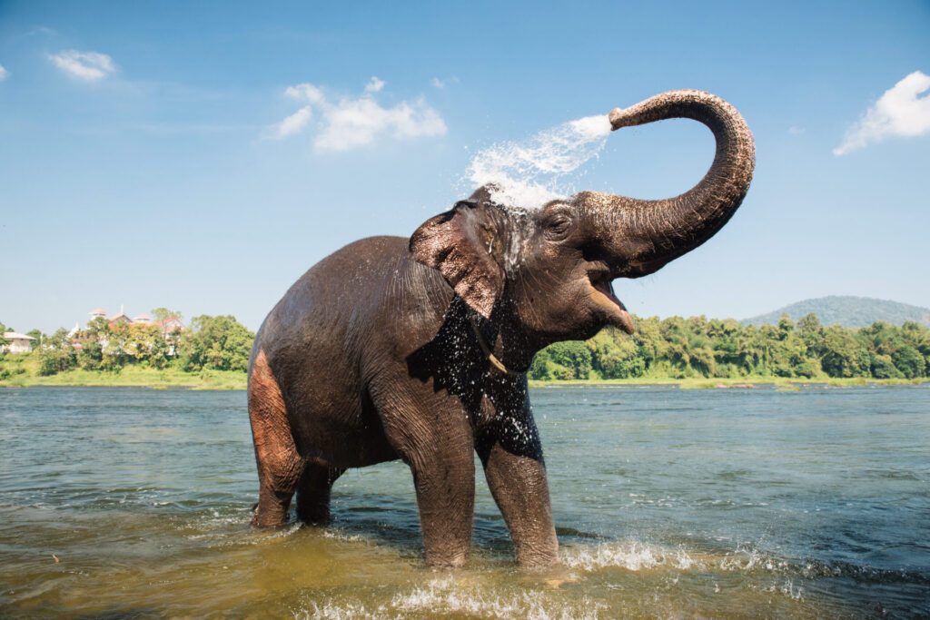 An elephant joyously splashing itself in India's wild - Luxury Escapes