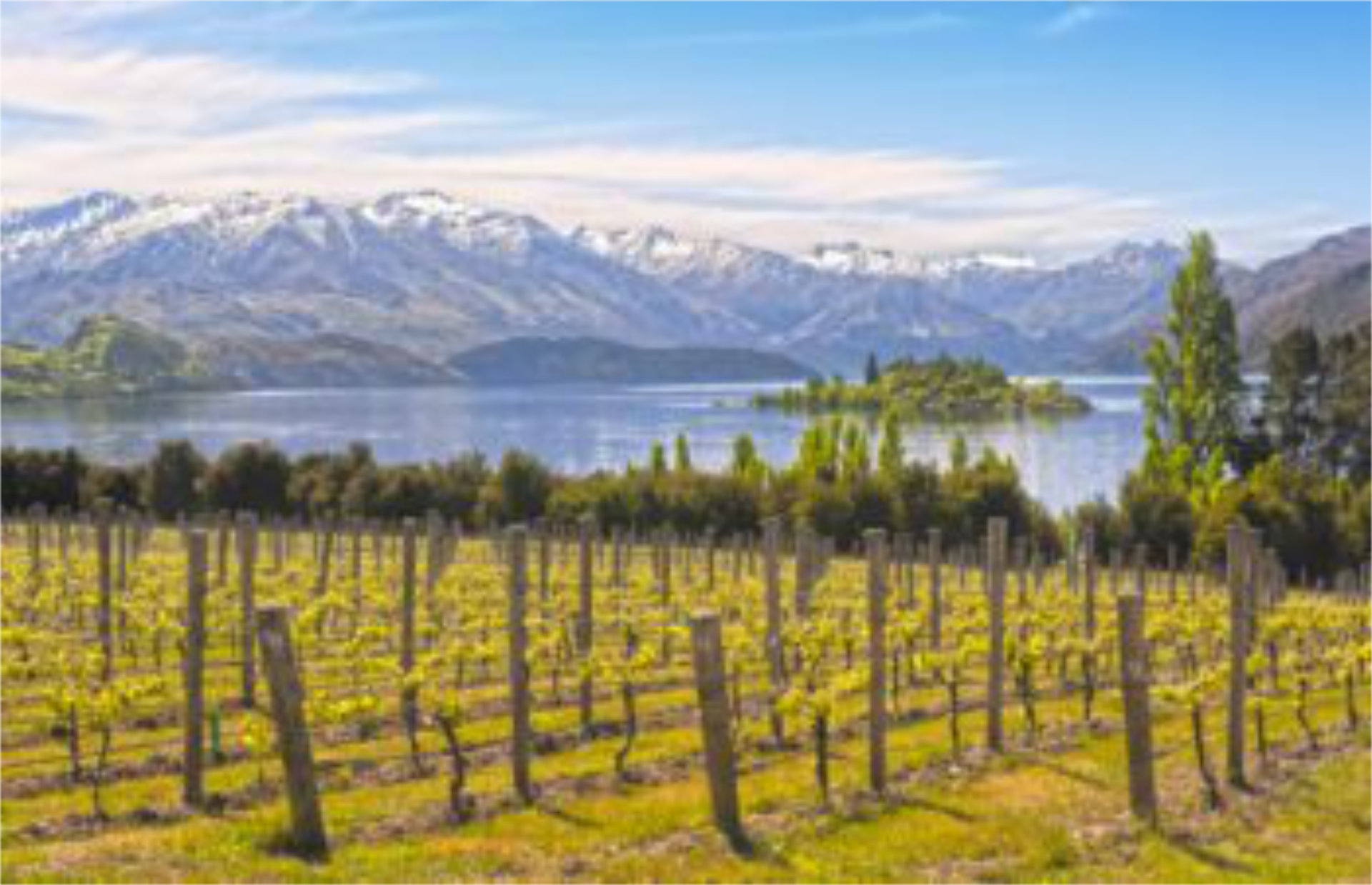 Guide to New Zealand’s Wine Regions