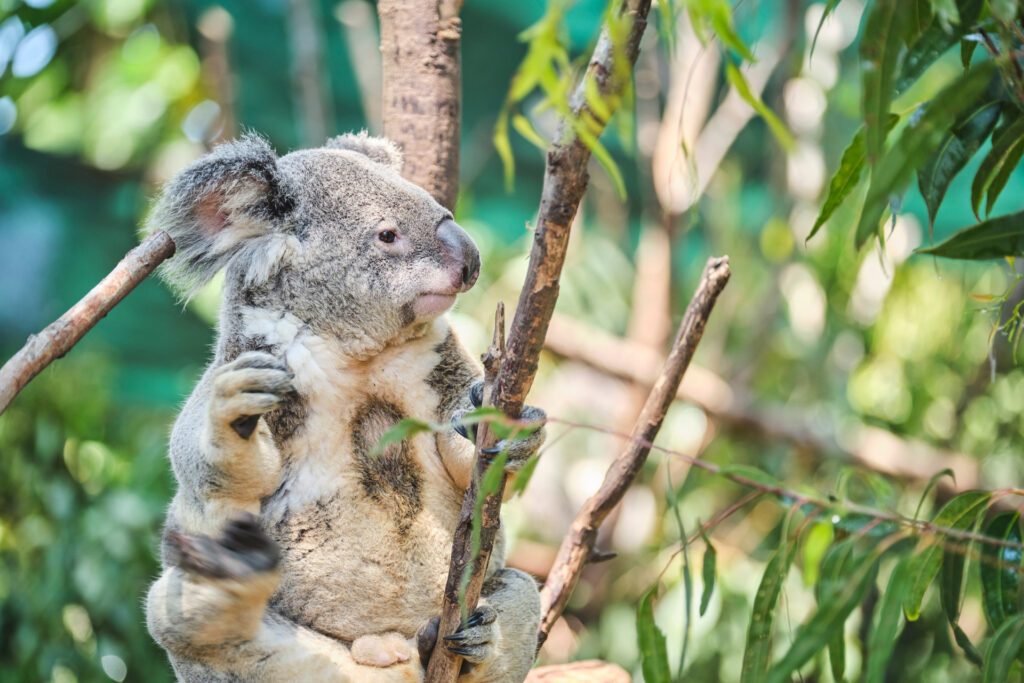 Shutterstock - Currumbin Wildlife Sanctuary