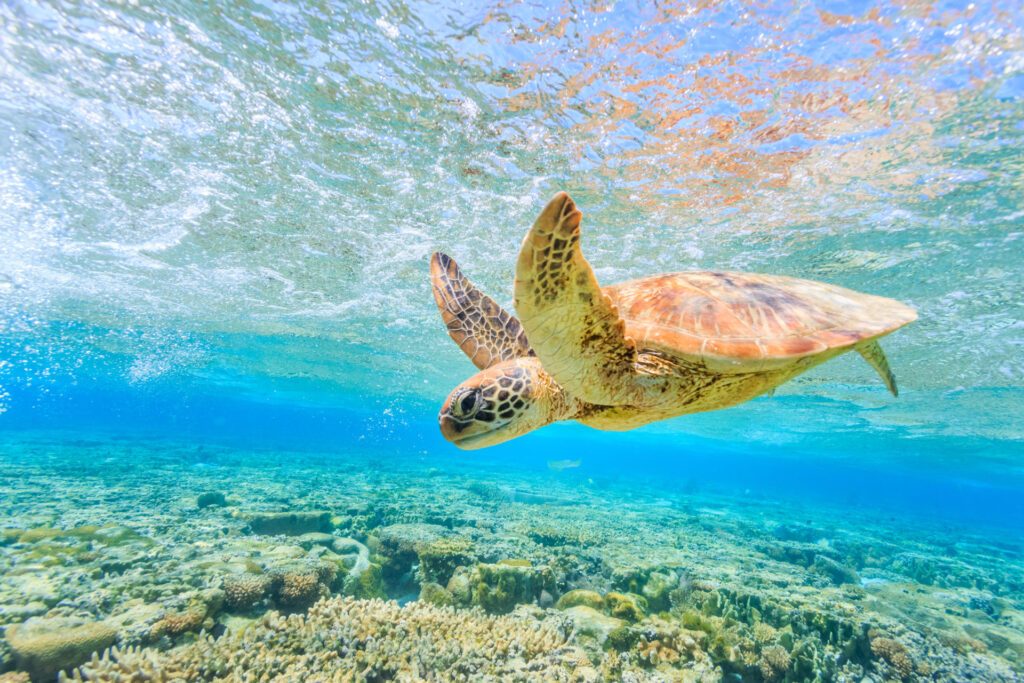 A day trip to Lady Elliot Island, one of the most romantic day excursions on the Gold Coast - Luxury Escapes