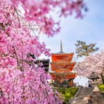 Seeing temples and cherry blossoms in Japan is a must-do experience while on tour in Japan - Luxury Escapes