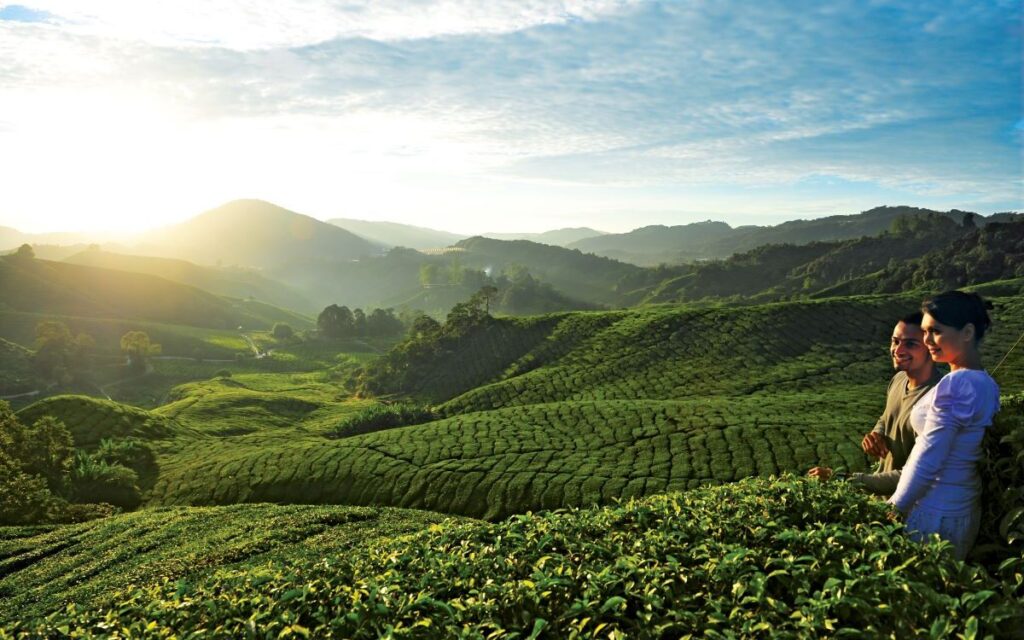 The rolling Cameron Highlands offer exquisite scenery and exquisite blends, a must-see on a trip to Malaysia - Luxury Escapes