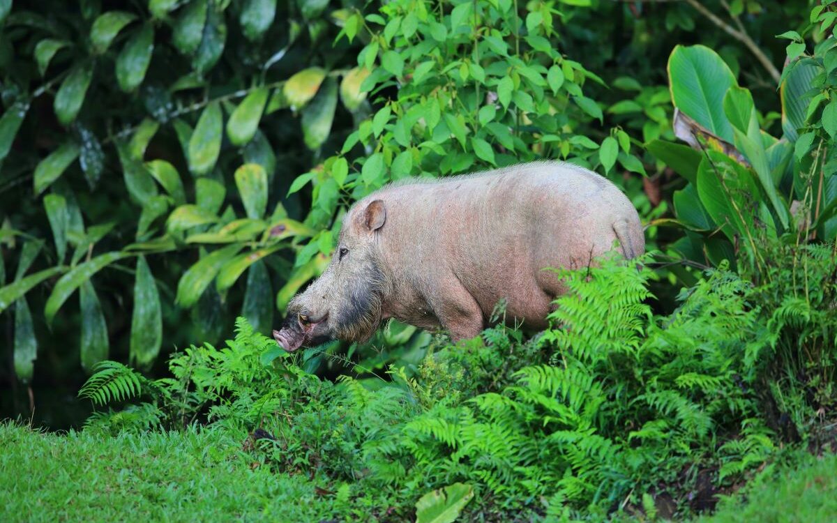 Animal-spotting in Bako National Park is a must for those visiting Sarawak, with the chance to catch a glimpse of the Bornean bearded pig - a memorable experience for your Malaysia itinerary - Luxury Escapes
