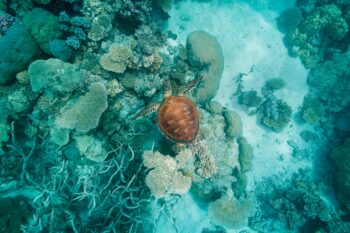 Why I’m Now Obsessed with the Great Barrier Reef