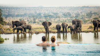 Go Wild: 4 Luxury Trips for Amazing Wildlife Encounters