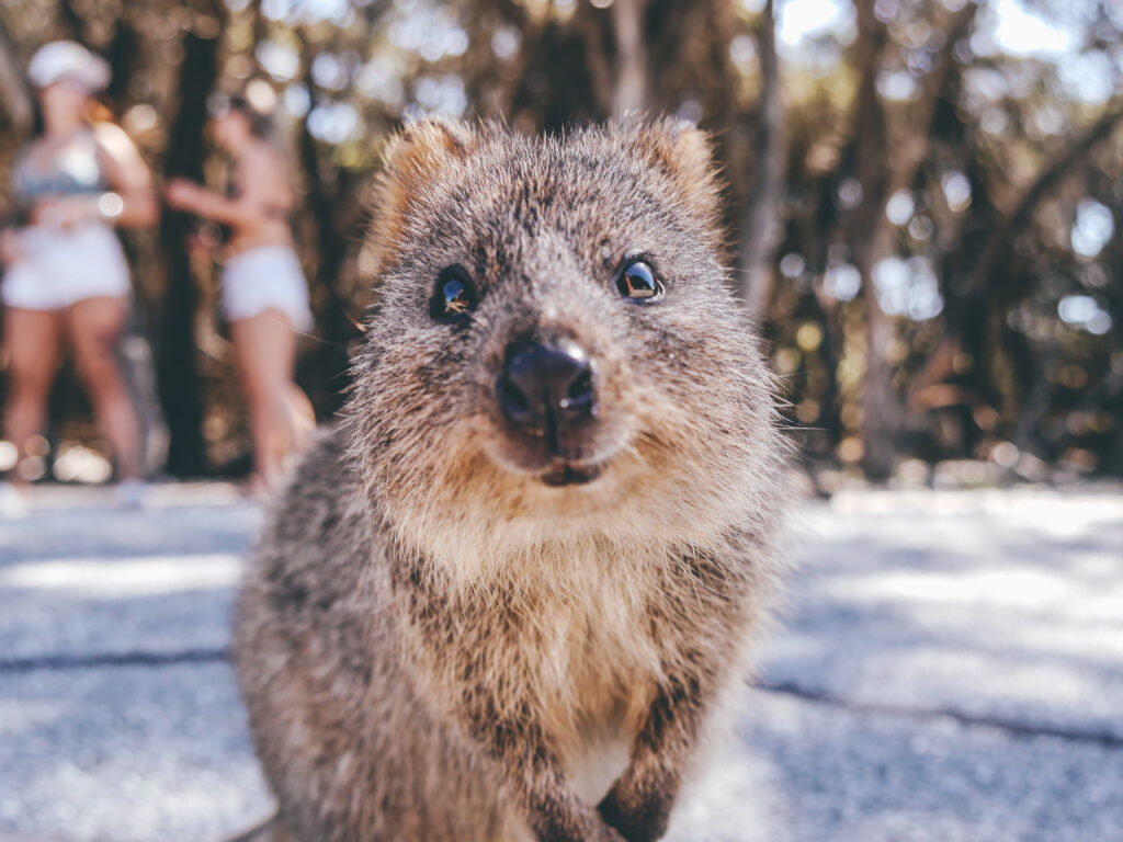 A cute Quokka at Rottnest Island - Luxury Escapes