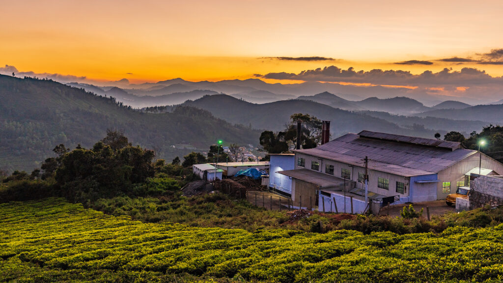 A tea plantation in Ooty, India, one of the best activities to do in Ooty