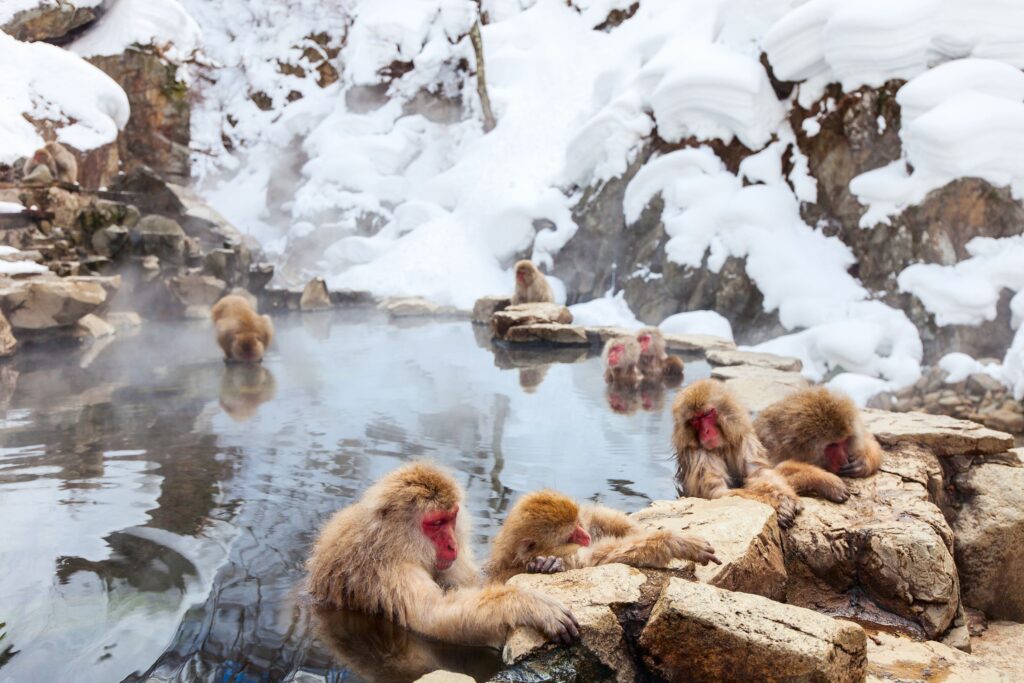 Japan macaques, one of the things to see and do in Japan in winter.