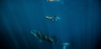 A woman swimming with a whale shark in Ningaloo Reef near Exmouth in WA, one of the bucket-list destinations to visit from Perth - Luxury Escapes