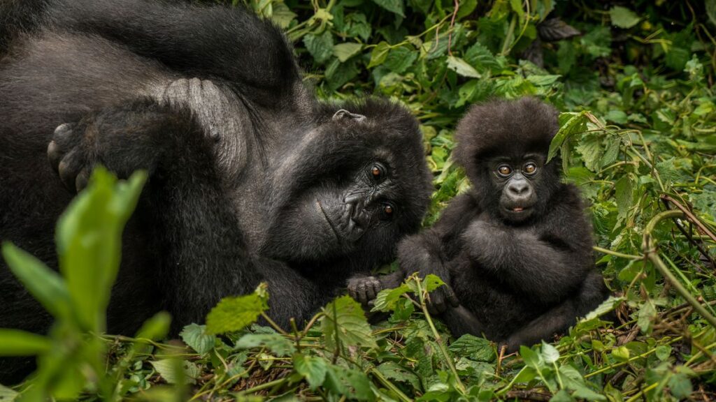 One&Only Gorilla's Nest LE design file
Witness the grace of gorillas in nature. 
 
