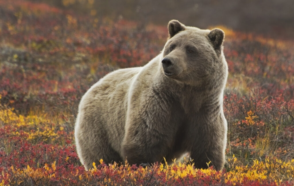 A grizzly bear standing in a field in Alaska - Luxury Escapes