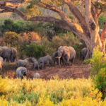 Elephant herd spotted in a South Africa safari