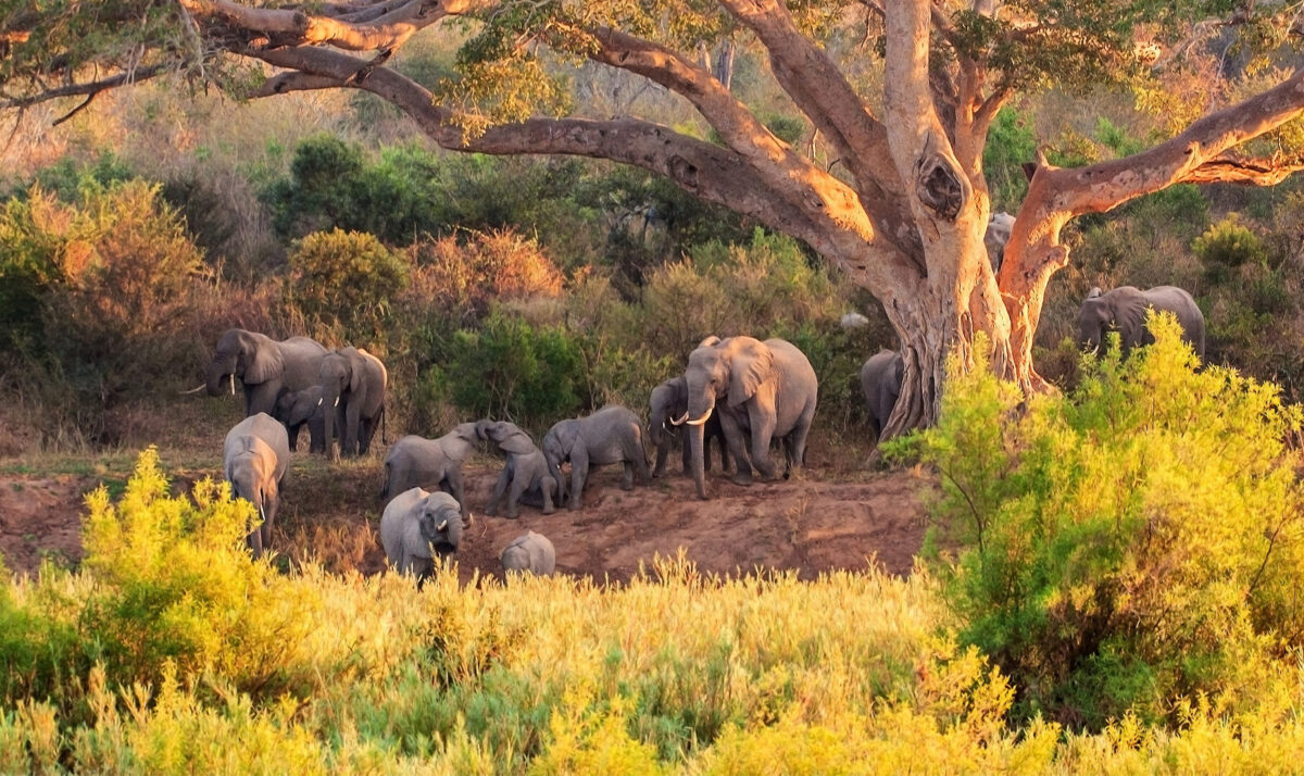 Elephant herd spotted in a South Africa safari
