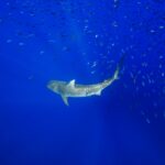 A tiger shark swimming in the blue ocean in the coast of Oahu in Hawaii, one of the best spots to swim with sharks - Luxury Escapes