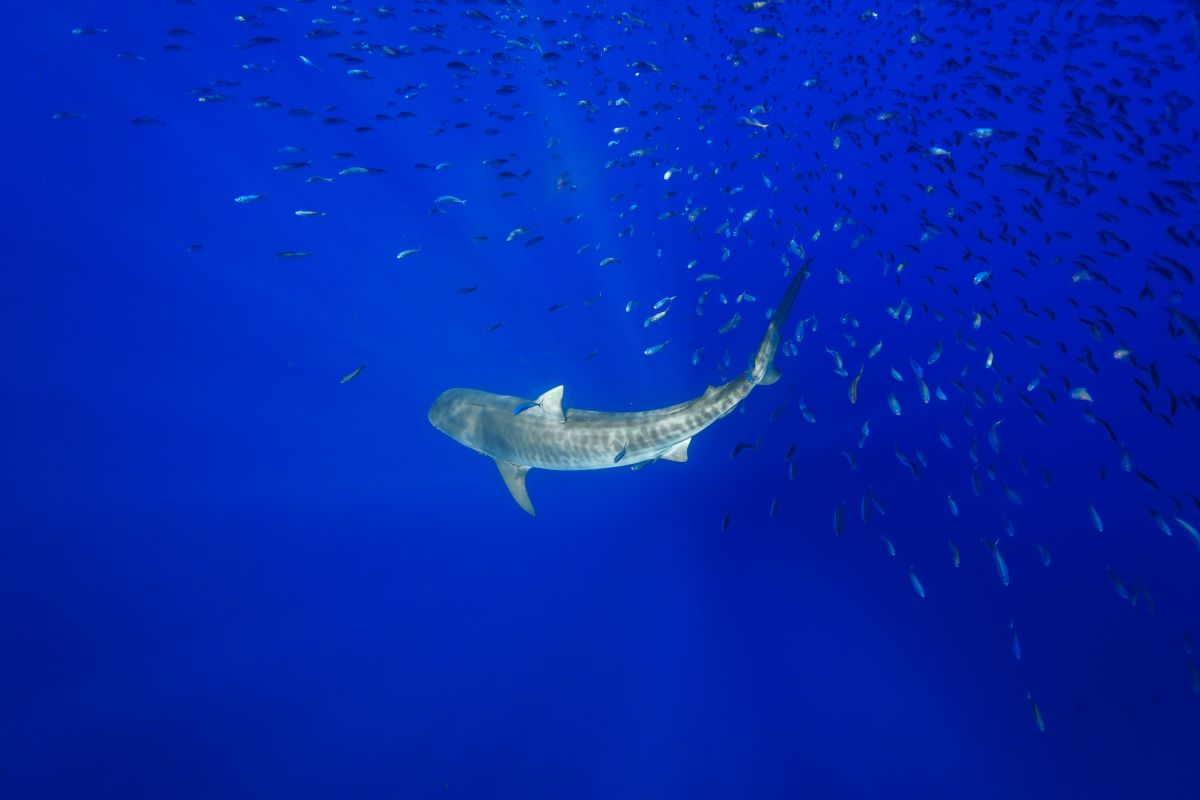 A tiger shark swimming in the blue ocean in the coast of Oahu in Hawaii, one of the best spots to swim with sharks - Luxury Escapes