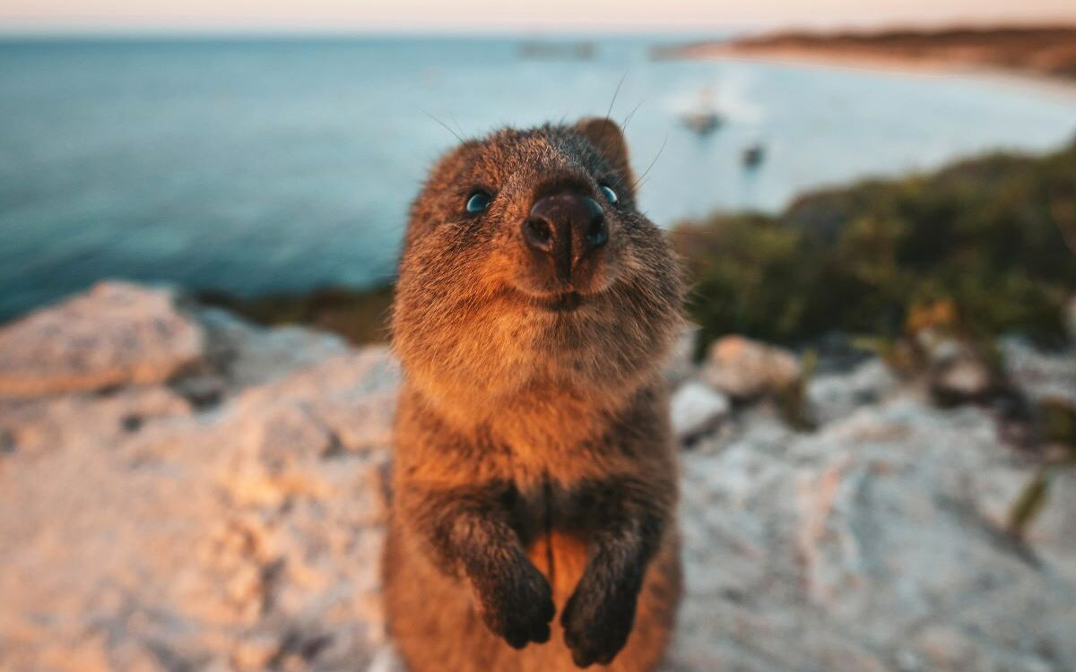A close up of a quokka's face, one of the best animals to spot while exploring Western Australia - Luxury Escapes
