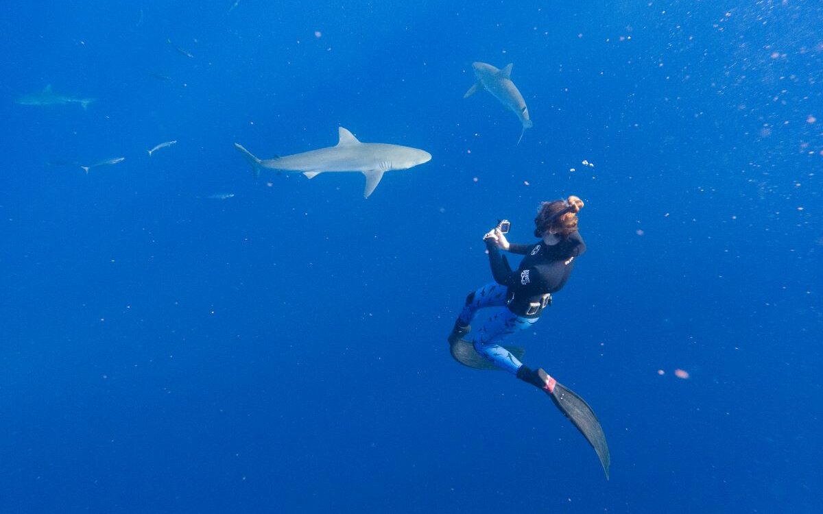 A person free diving with tiger sharks off the coast of Oahu in Hawaii - Luxury Escapes