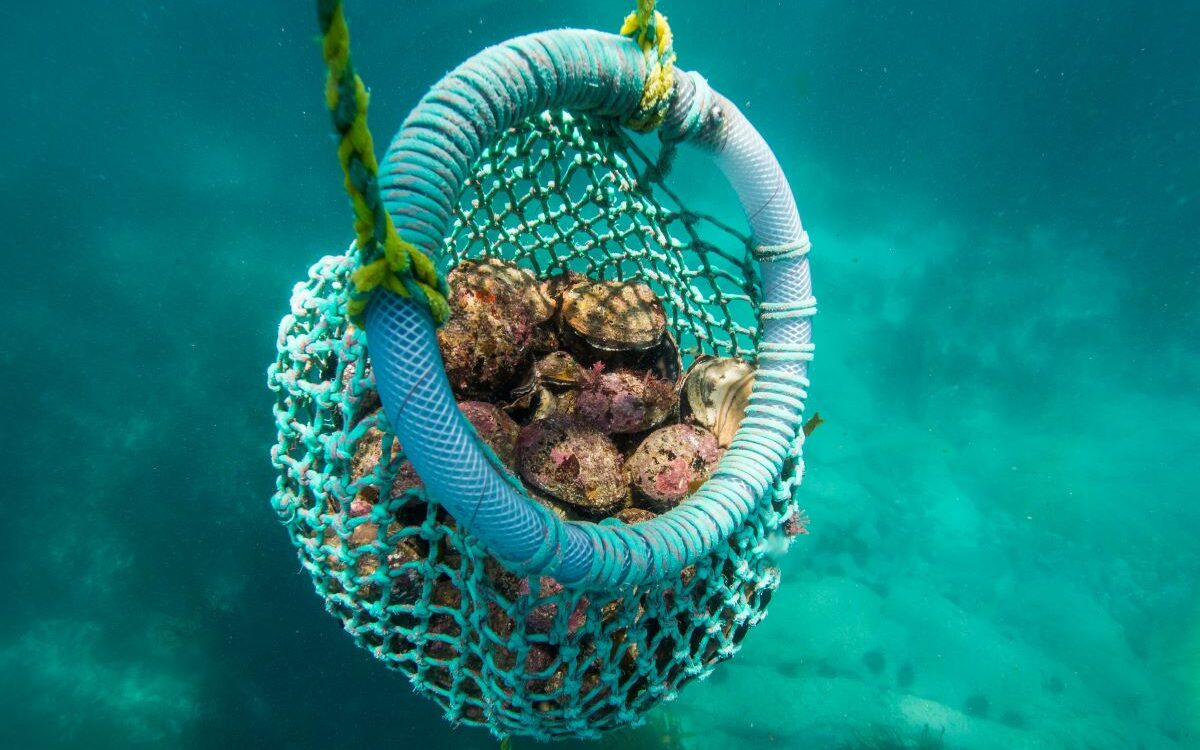 A blue net full of abalone in the waters of Mallacoota which is home to the Wild Harvest Seafood Festival, one of Australia's best food and drink festivals - Luxury Escapes