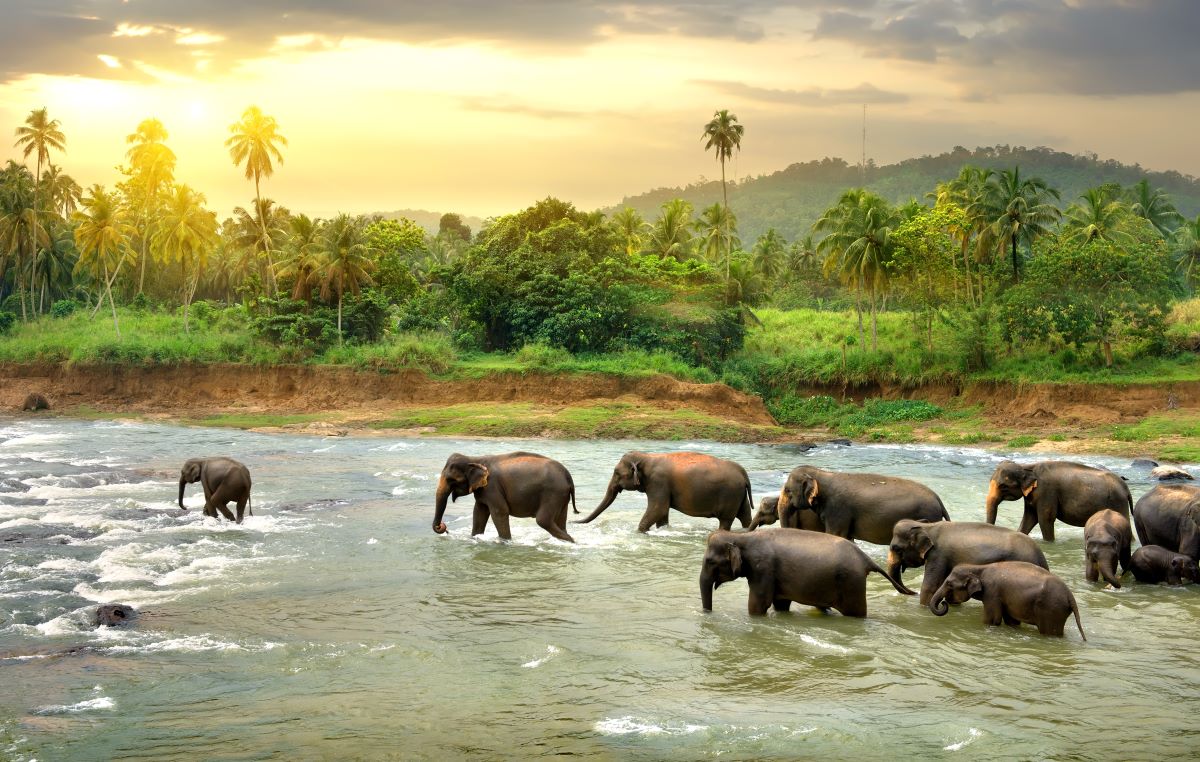 Elephants crossing a river in Sri Lanka - Luxury Escapes
