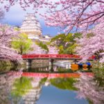 Cherry blossom trees during sakura season on the grounds of Hirosaki Castle, one of Japan's top cherry blossom destinations - Luxury Escapes