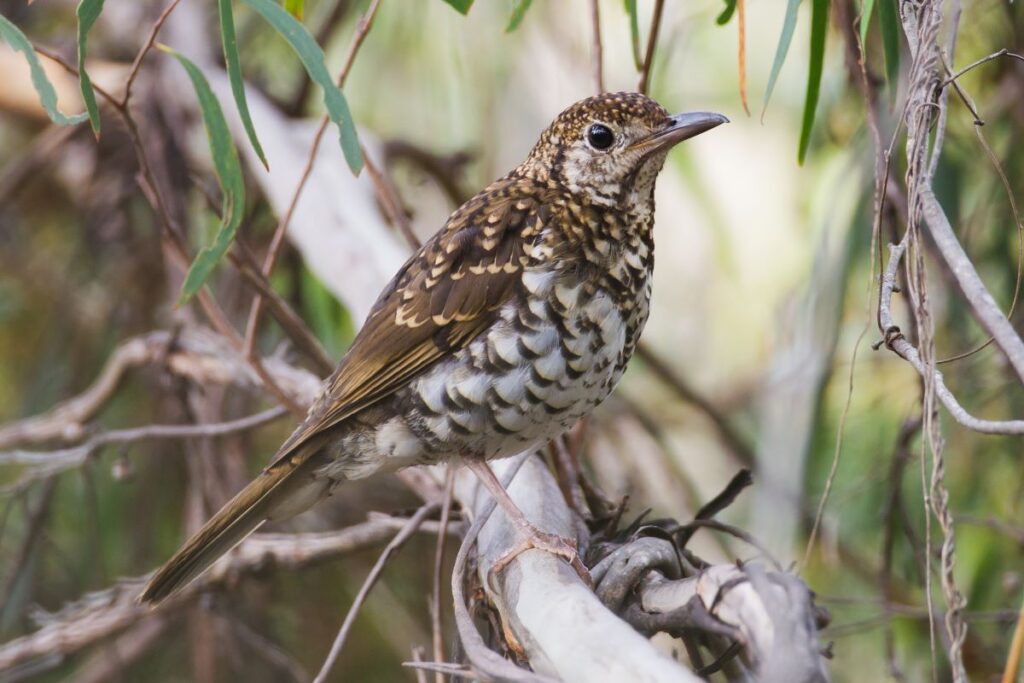 Image of a Bassian thrush bird to illustrate Bruny Island Bird Festival, one of the best things to do in Australia in autumn - Luxury Escapes