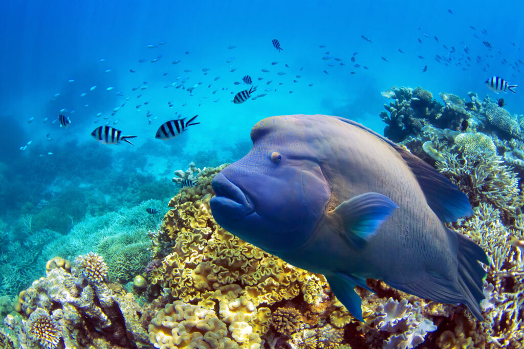 The Great Barrier Reef