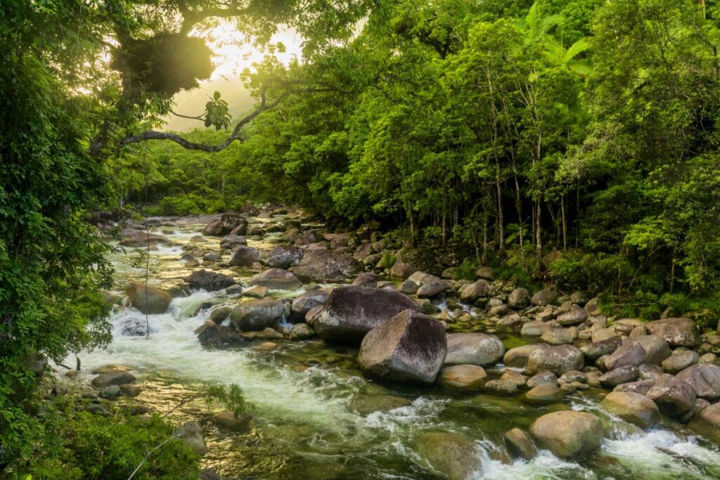 Mossman Gorge - river in Daintree National Park, north Queensland, Australia - Luxury Escapes 
