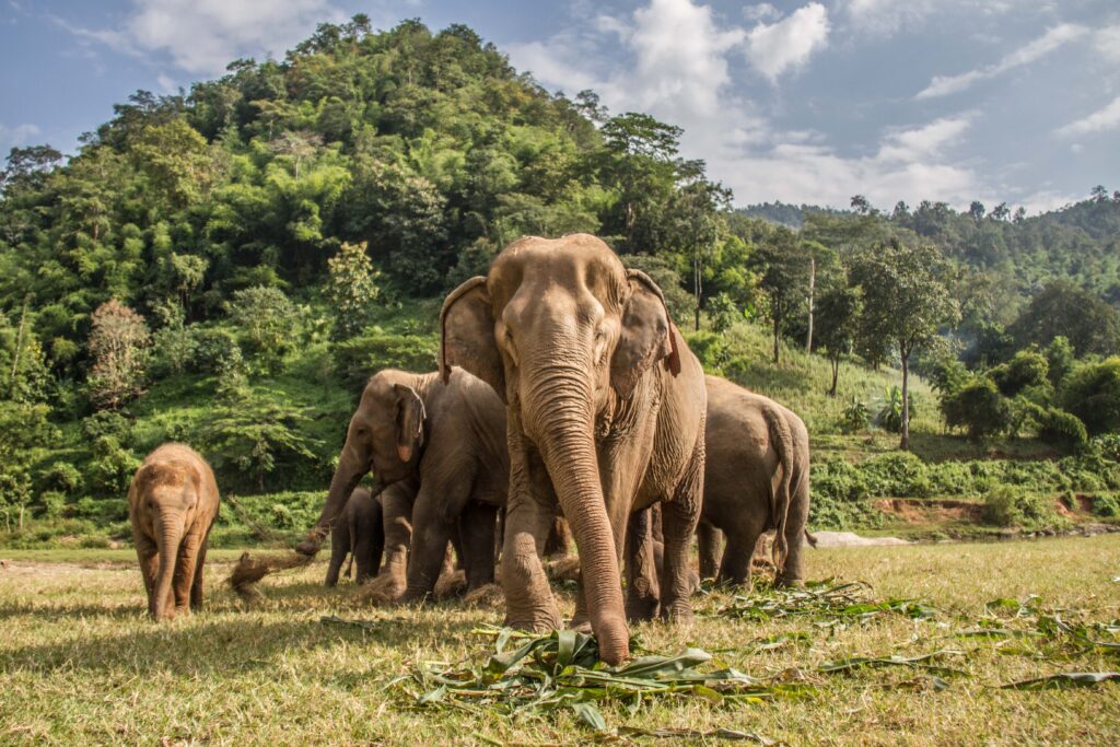Chiang Mai: the perfect place to see elephants in their natural habitat - Luxury Escapes